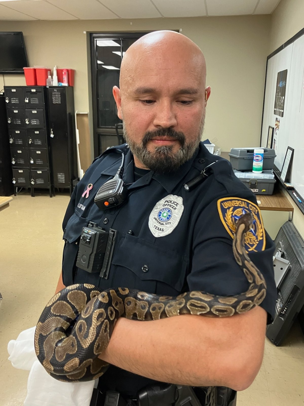 shelby township police spent wednesday night digging a... Texas Woman Finds Large Python in Backyard: ‘Oh Heck No’ - Newsweek