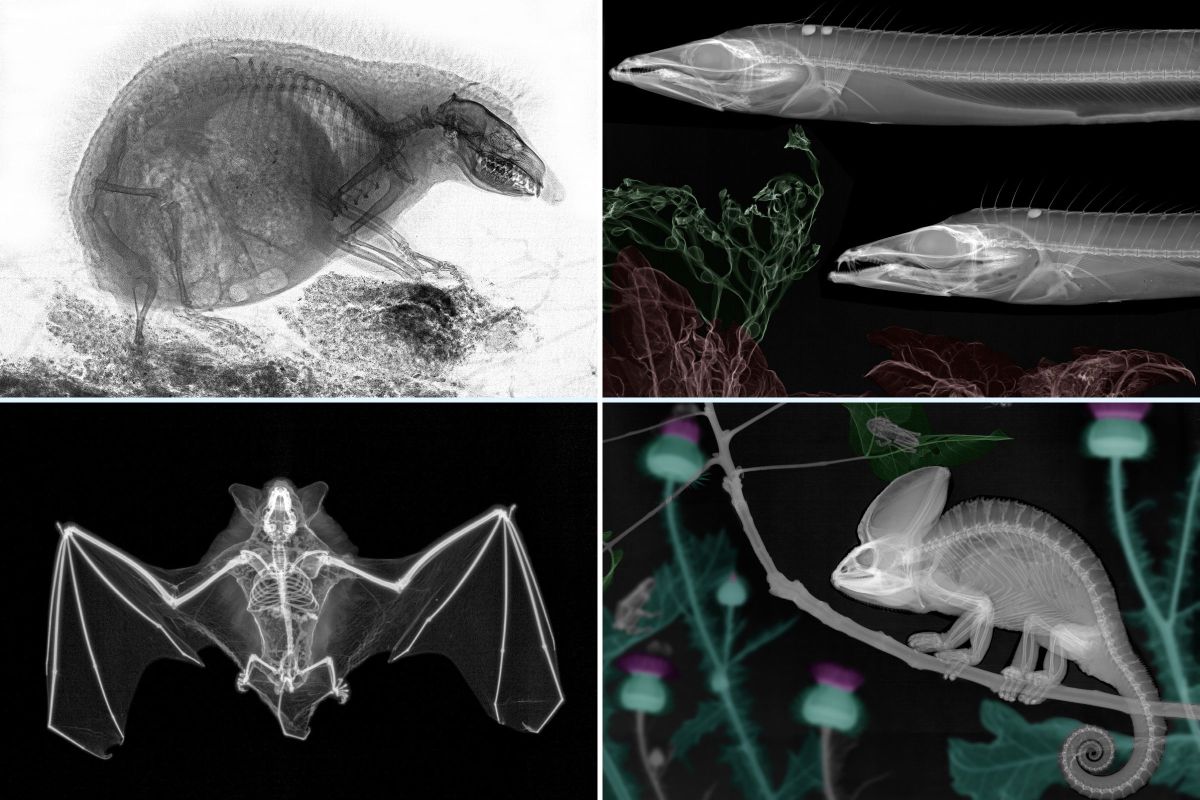 Animals Getting X Rayed Incredible X-Ray Photos Reveal Animals as You’ve Never Seen Them Before ...