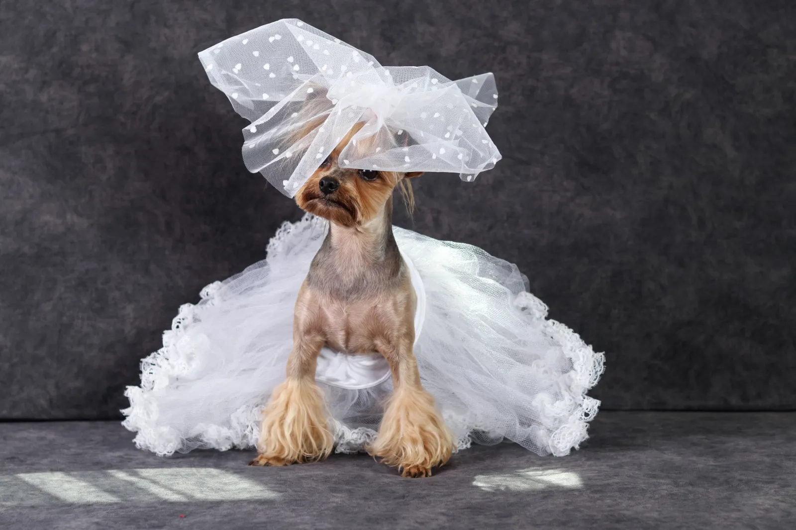 dog bridesmaid dress Formal Dog Dress main image 0