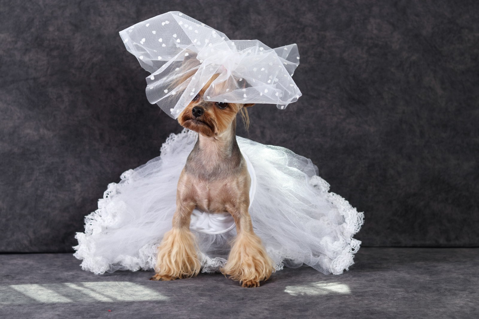 dress with dogs Puptail Dog Lovely Bow Puppy Dress Pet Apparel Dog Clothes for Small and Large and Cats S Multi Colored : Pet Supplies designed for sunny days and special occasions Dog Walking Down the Aisle