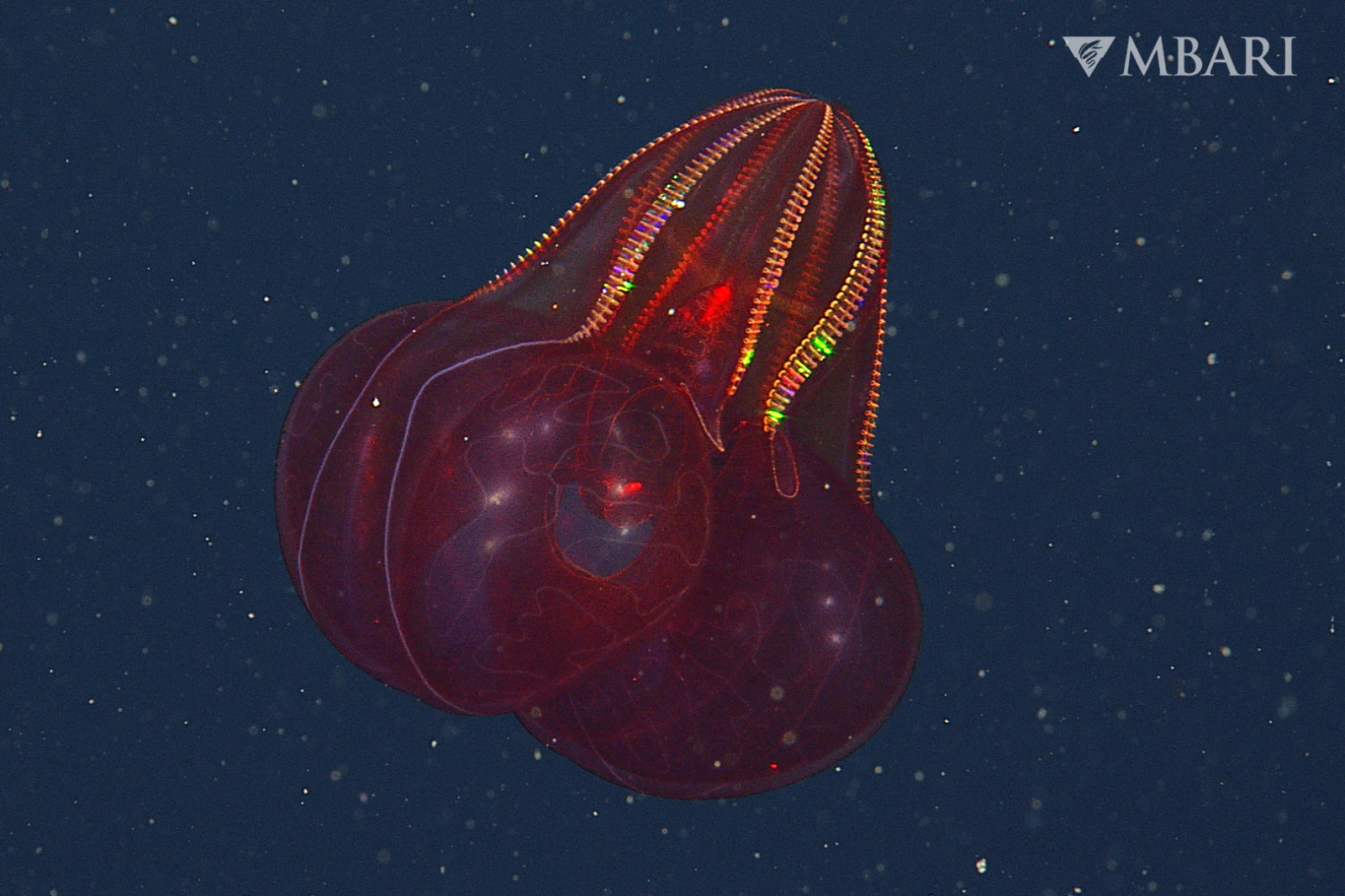 Deep-sea Jelly Glows Blood-red to Hide in Blackness of the