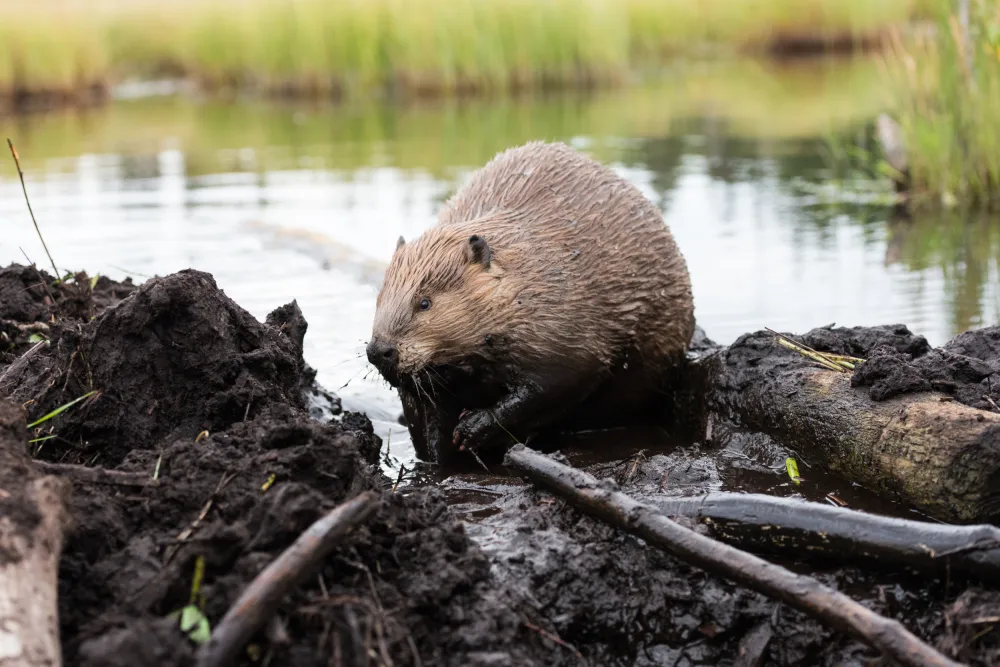 Rescued Beaver Diligently Builds Dam to Keep Out Roommate: Video - Newsweek