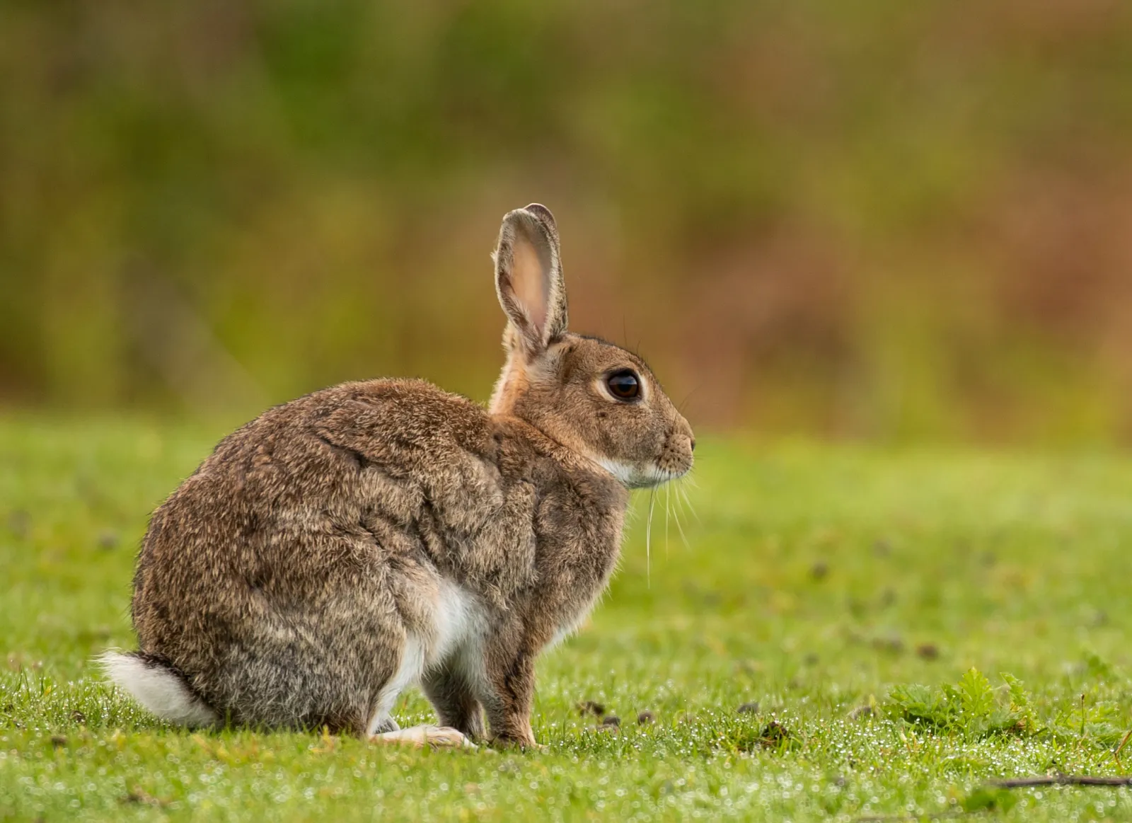 Rabbit Hemorrhagic Disease: Deadly Virus Found in U.S. Highly ...