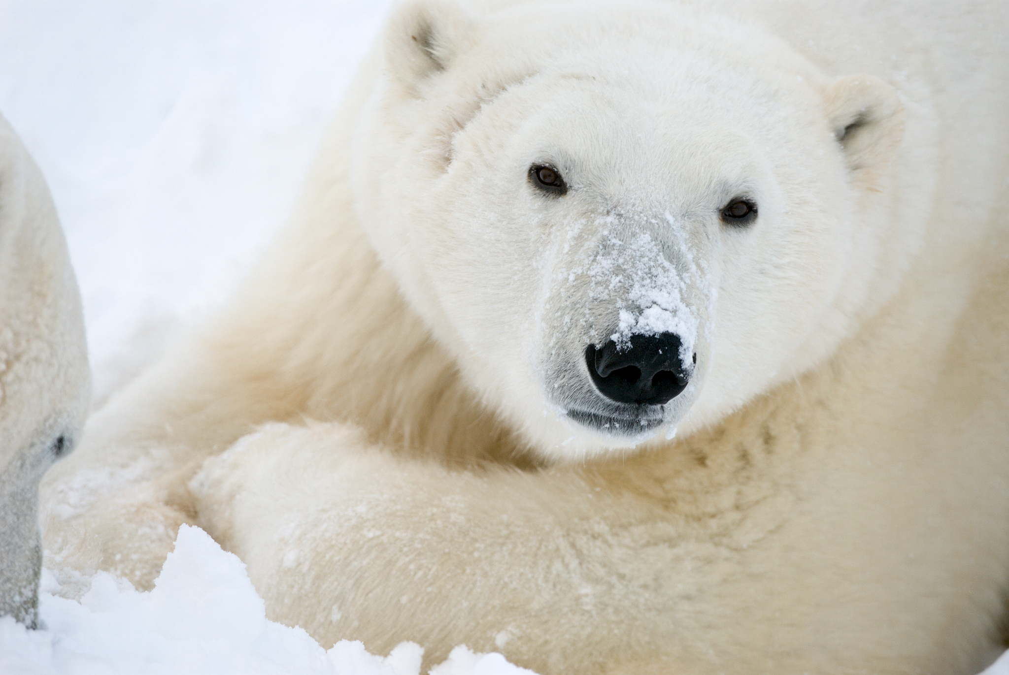 Polar Bears Are On The Move, And They Will Eat 'Anything' - Newsweek