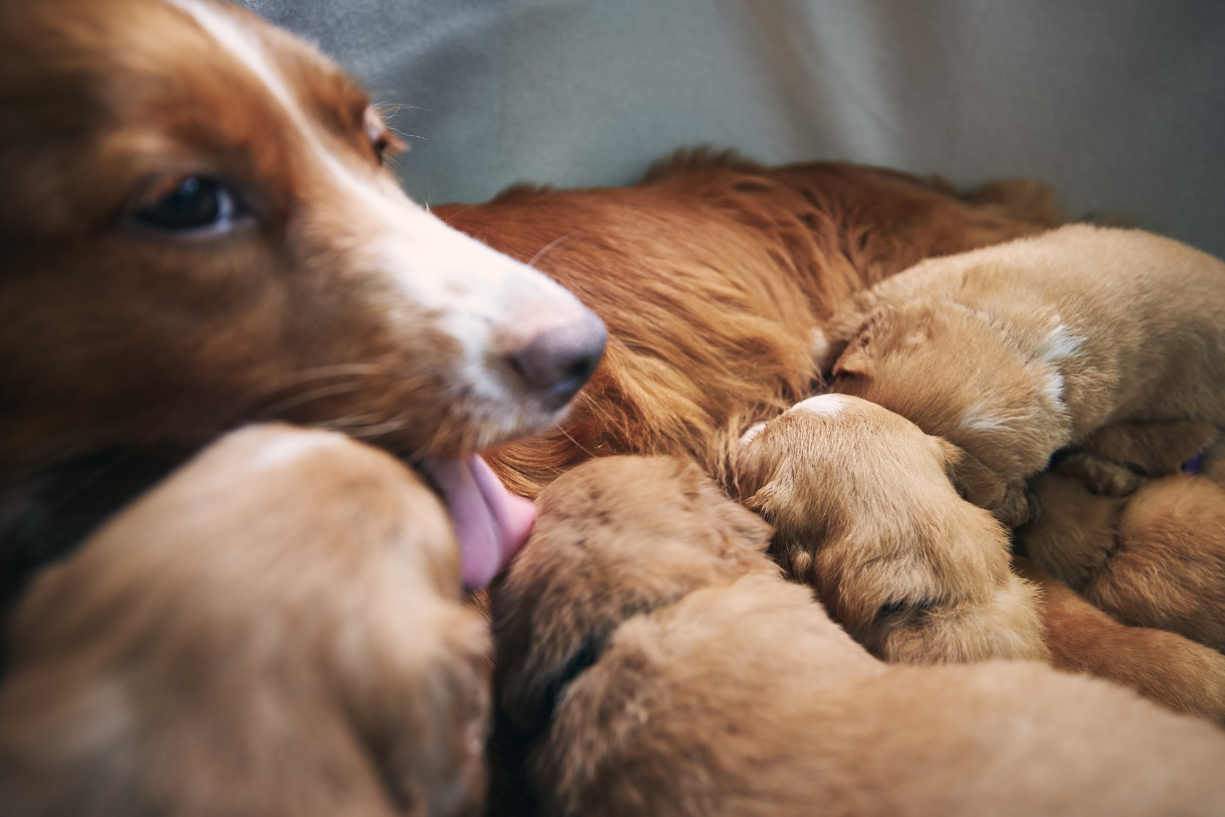 What is Nesting Behavior in Dogs: Understanding Their Instincts