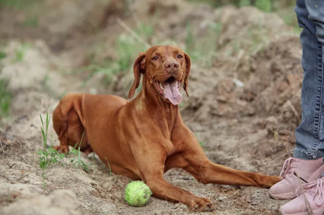Vizsla dog