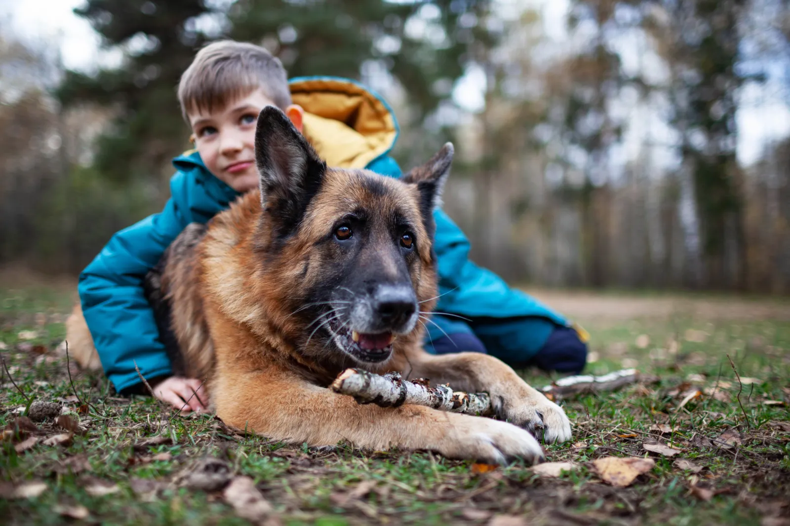 Watch Heroic Moment German Shepherd Saves Six-Year-Old From Dog Attack - Newsweek