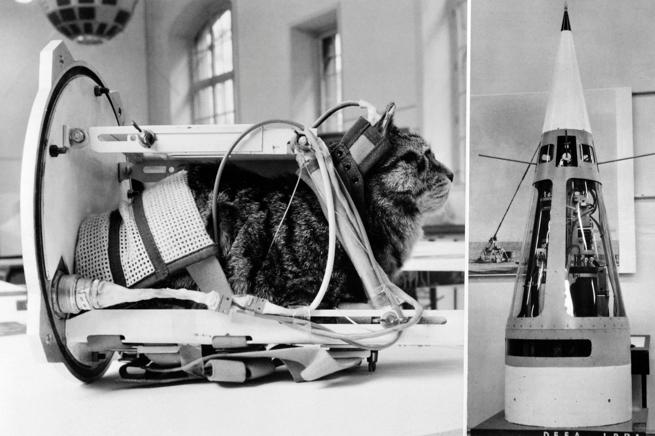 Bizarre History of Cats in Space - Newsweek