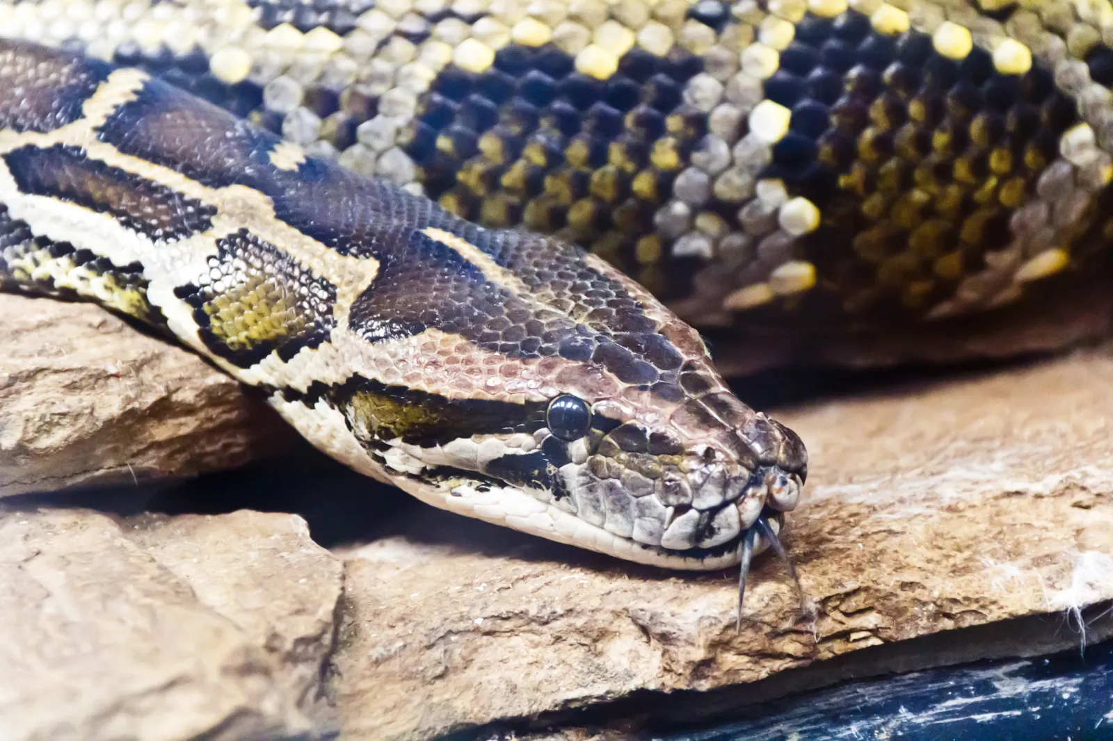 Scary Python Photos Huge Python Drags Boy, 5, Into Pool and Coils Around Him: ‘Scary ...