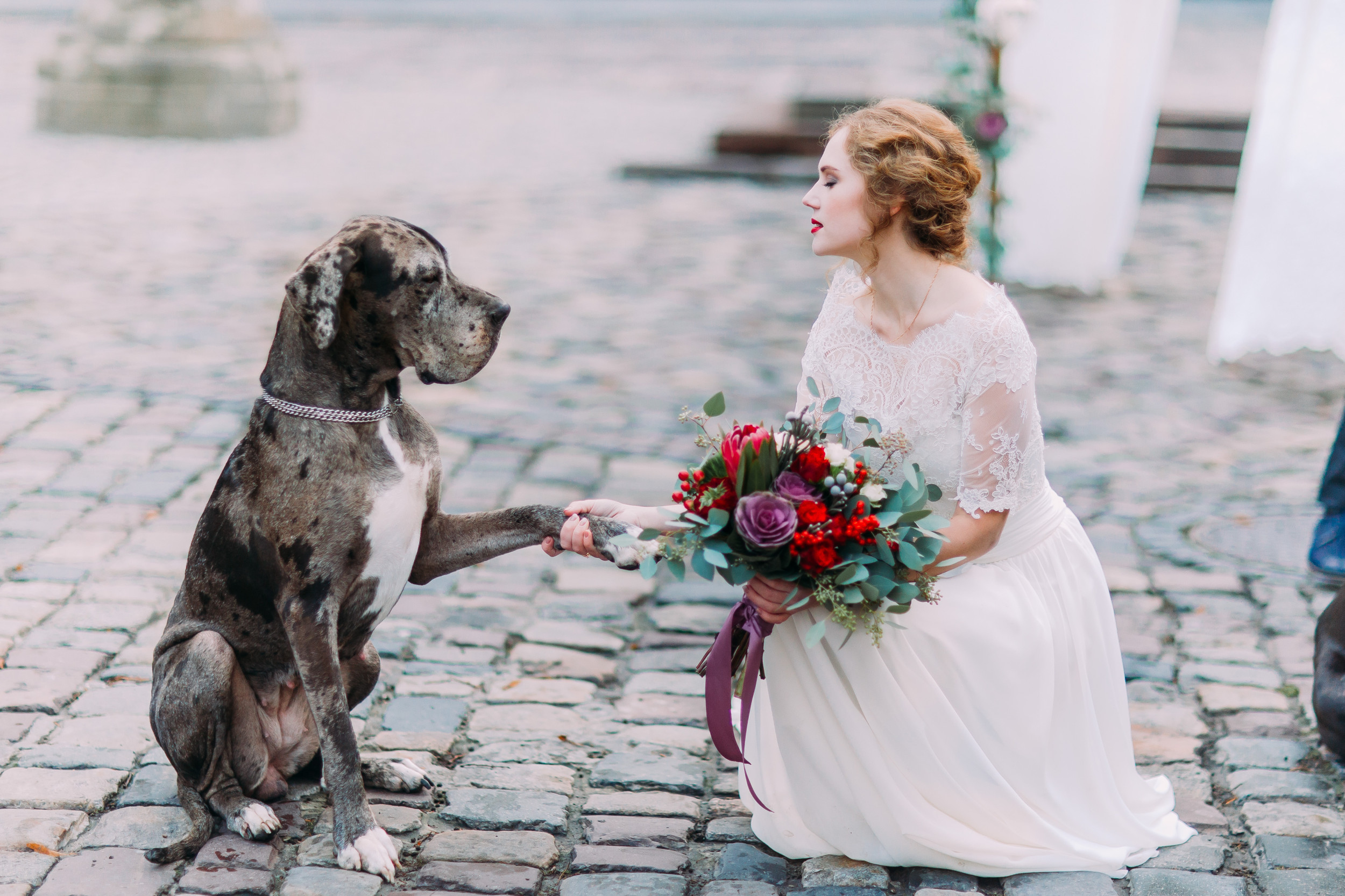 Bride's First Dance Is Gatecrashed by Adorable Dog: 'Stole the