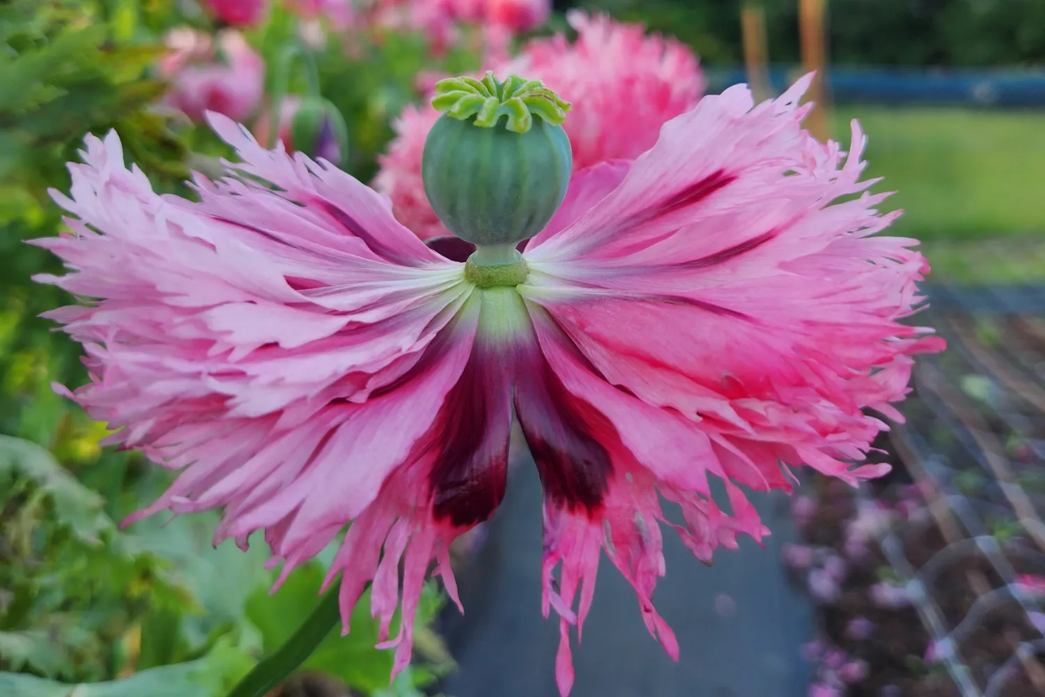 Drug Task Force Seize Opium Poppies Mistakenly Grown for Bridal