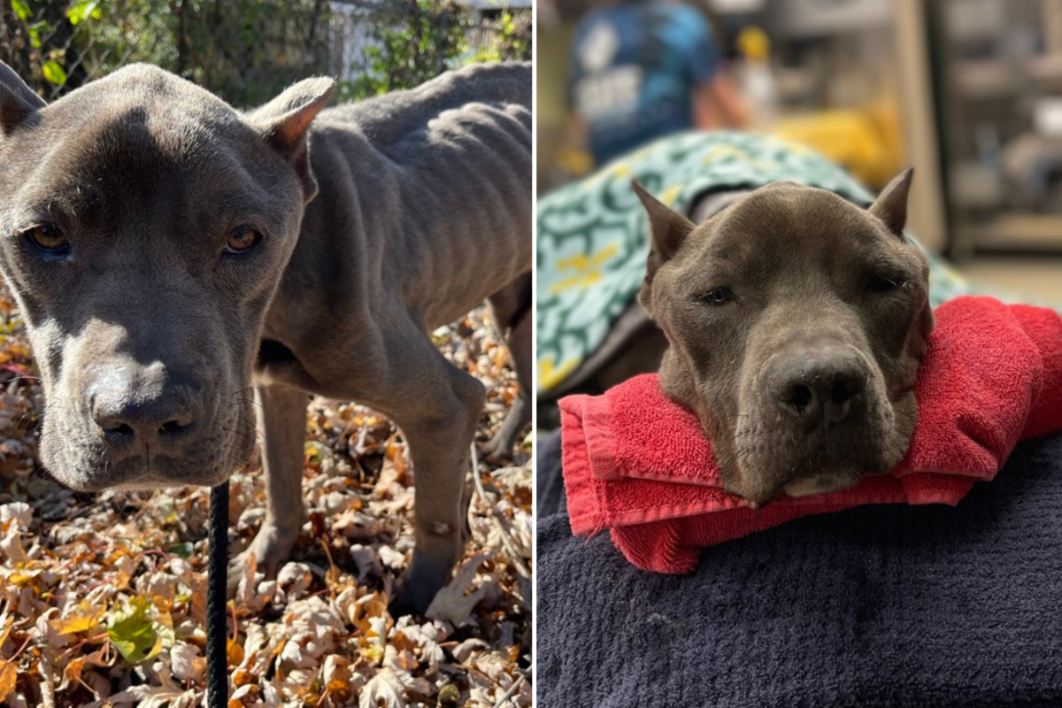 Emaciated ‘Warrior’ Dog Rescued on Thanksgiving Stuns With Miracle ...