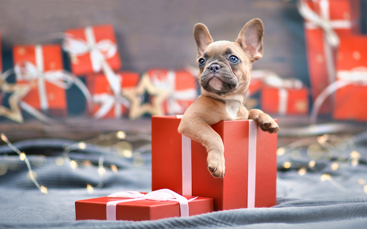 Dog Dresses Up as Christmas Present in Adorable Video: ‘The Best Gift’, image size:1200x750