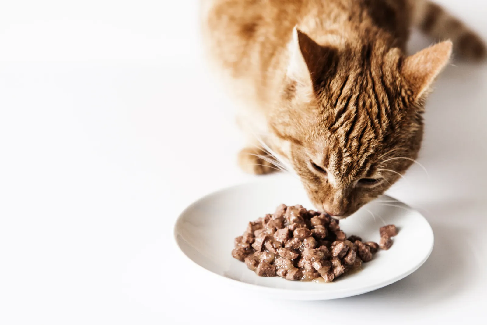 Picky Cat Refusing to Eat Food Unless It's Served Right Delights Internet -  Newsweek, image size:1600x1066