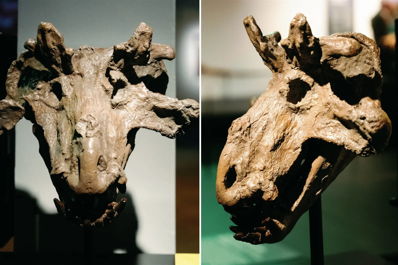 Meet the 'Crowned Crocodile' as 260 Million-Year-Old Skull Goes on