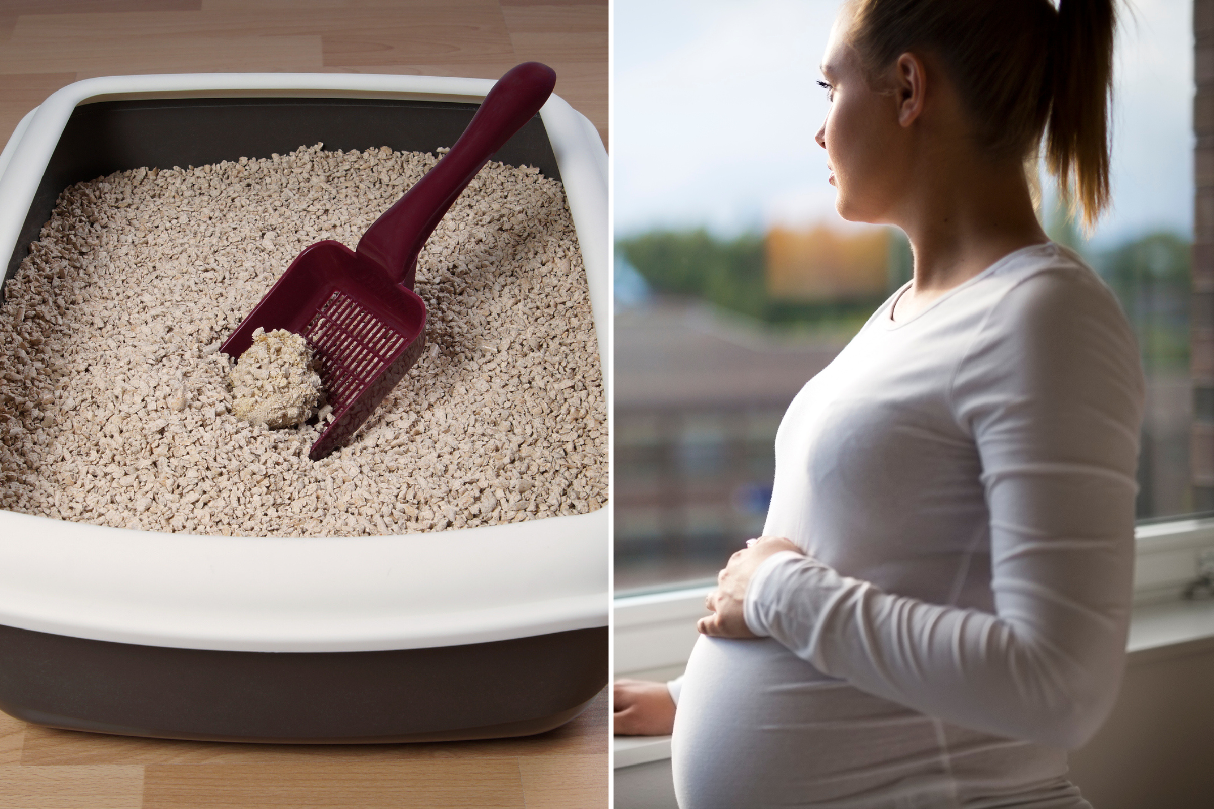 Baby Litter Box While Pregnant Is It Safe To Change The Cat's Litter Box  During Pregnancy?