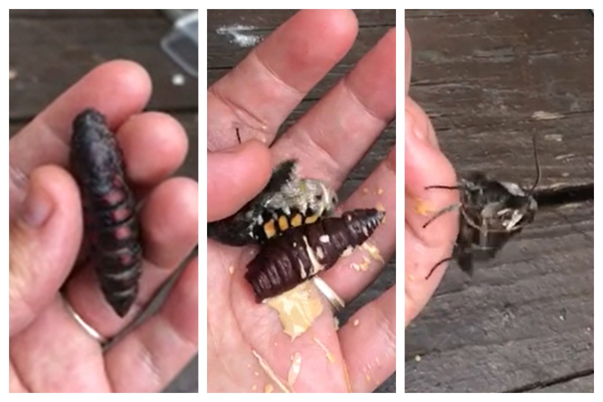 Hawk Moth Rash Hawk Moth Pops out of Cocoon in Woman’s Hand in Gross—Yet Fascinating ...