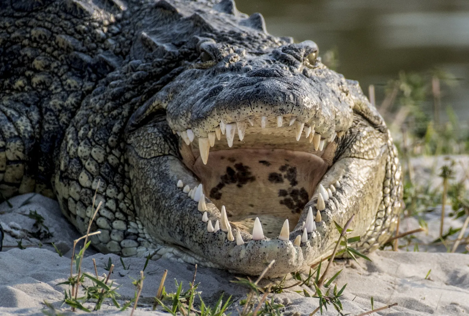 big tobacco crocodile Giant Crocodile Said To Have Eaten 300 People: 'They Never Kill for Fun'