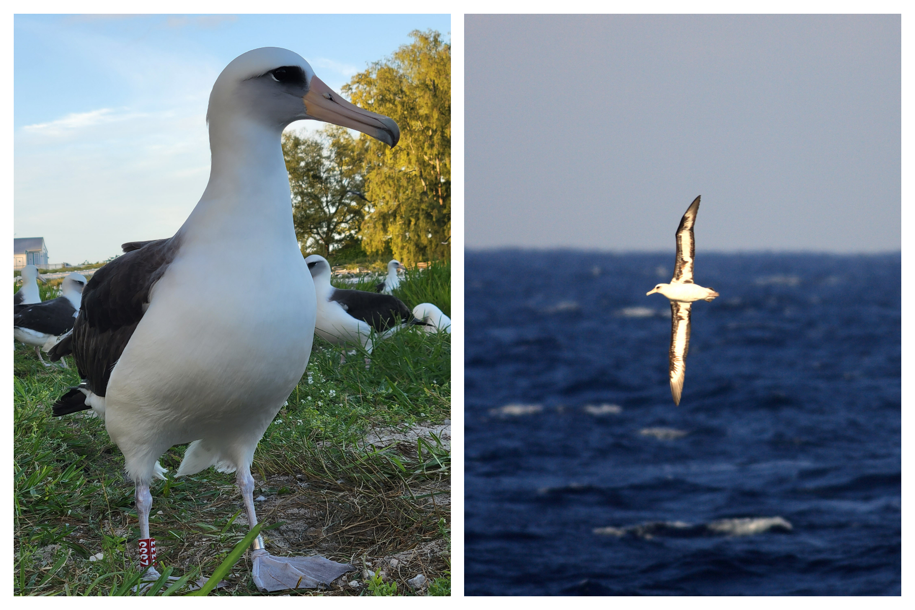 World's Oldest Known Bird Has Lost Her Mate of 60 Years - Newsweek