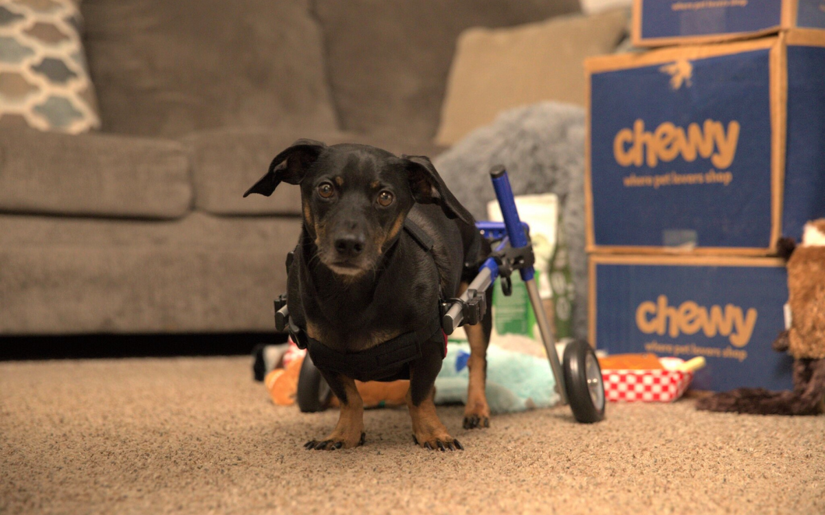 Paralyzed Dachshund Walks Again After Being Gifted Wheelchair for Christmas