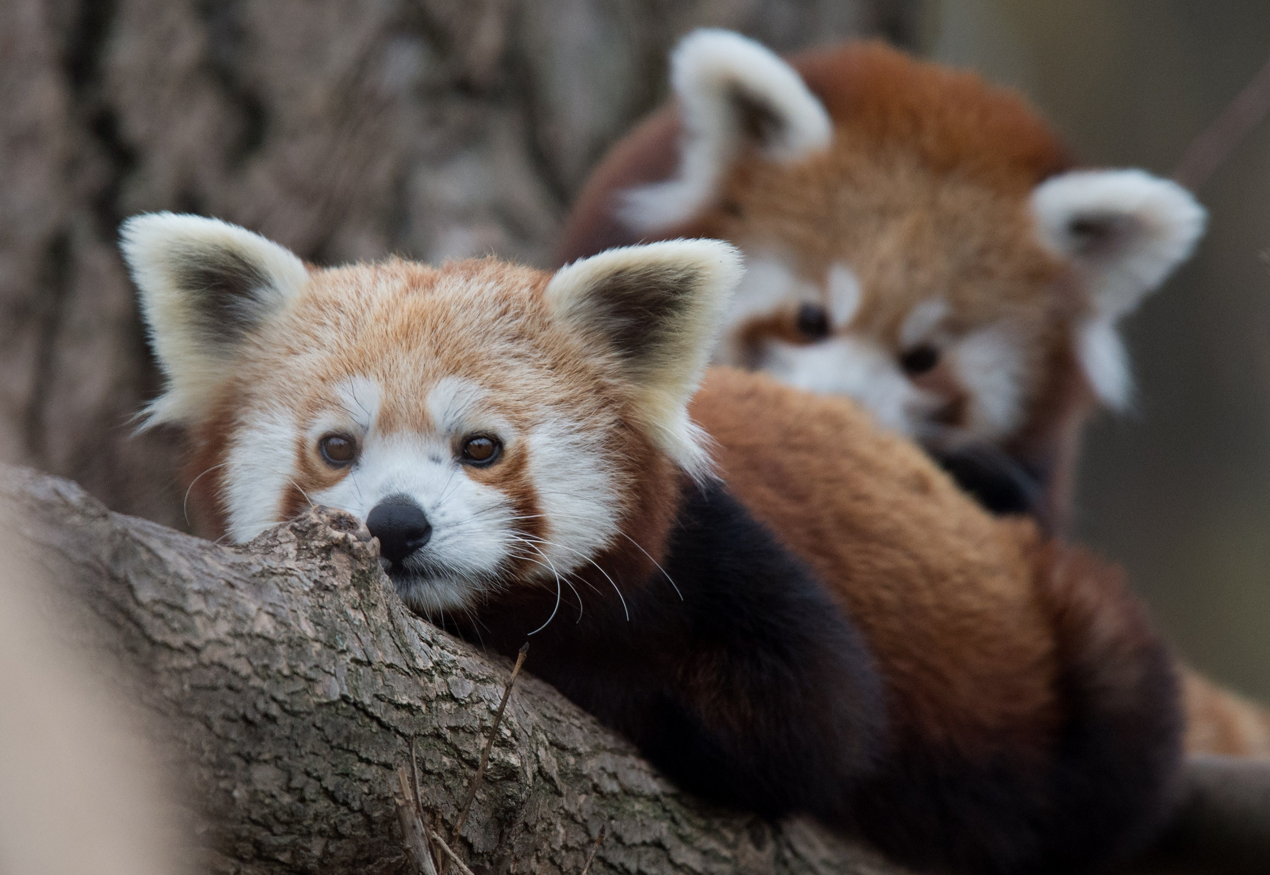 Red Panda Cubs Die as Zoo Hit With Arctic Blast's Freezing