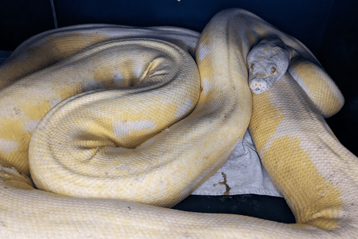 Giant 16ft Python Reunited With Owner After Being Missing Since July ...