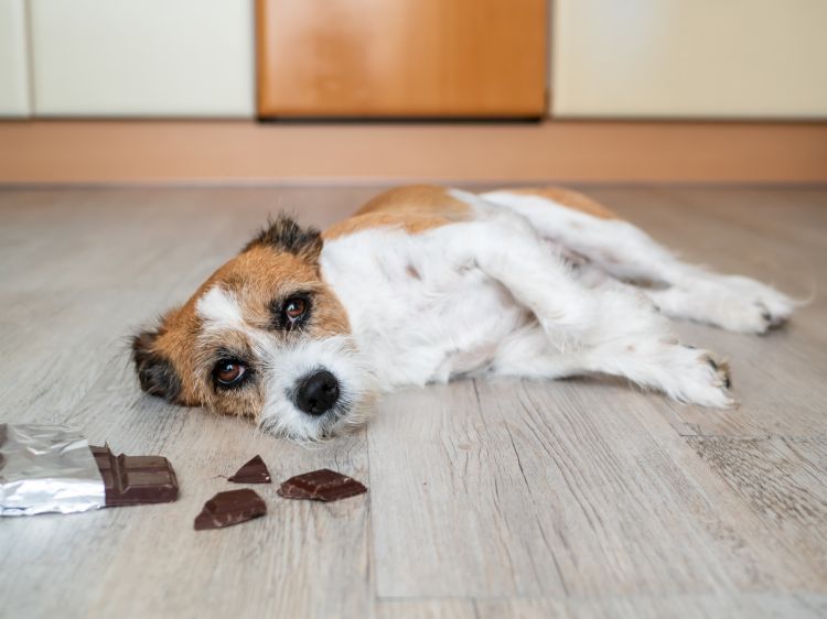 Beautiful view of Dog Chocolate Overdose