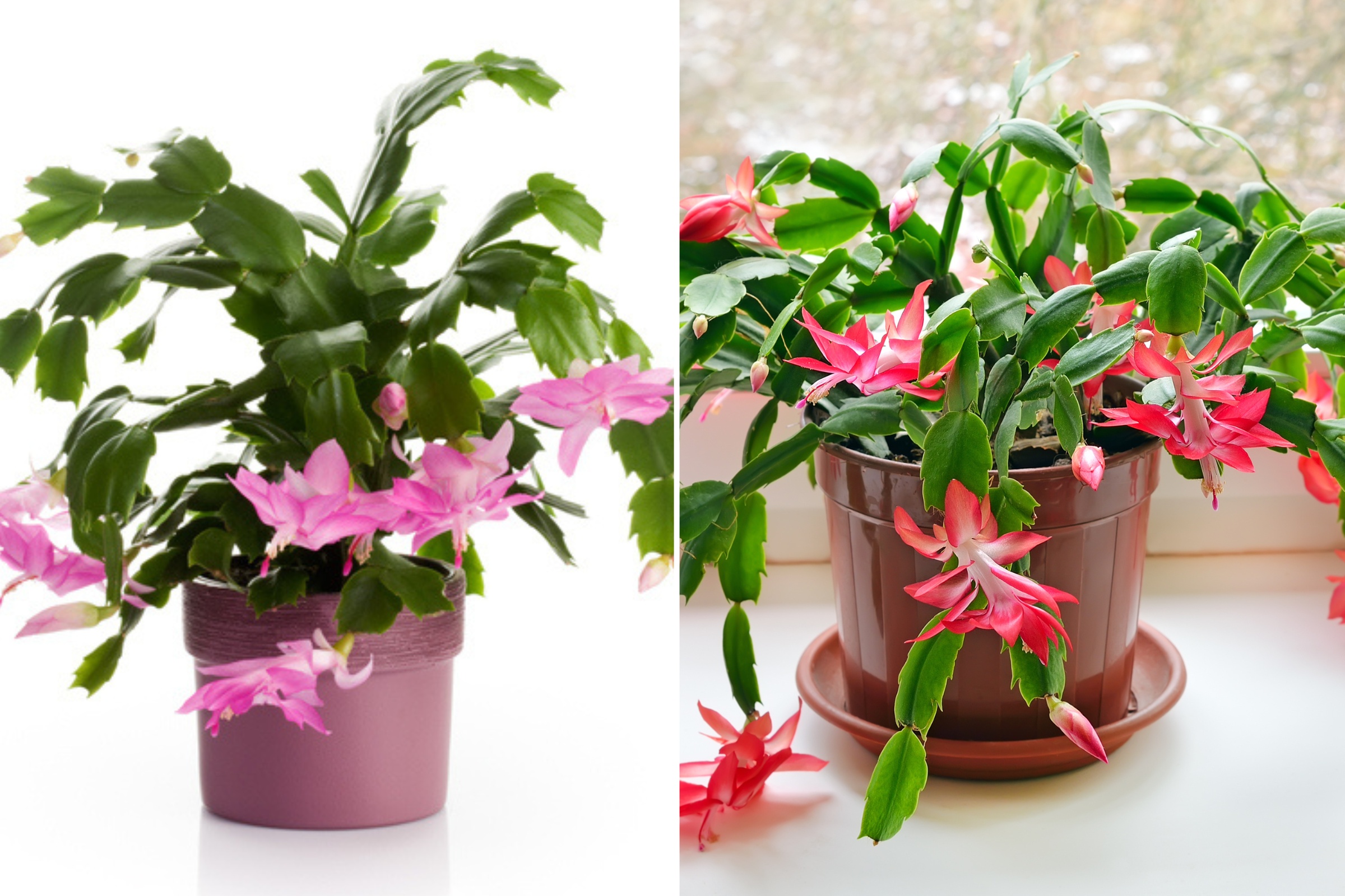 I'm A Plant Expert, Here's 3 Ways To Care For a Christmas Cactus