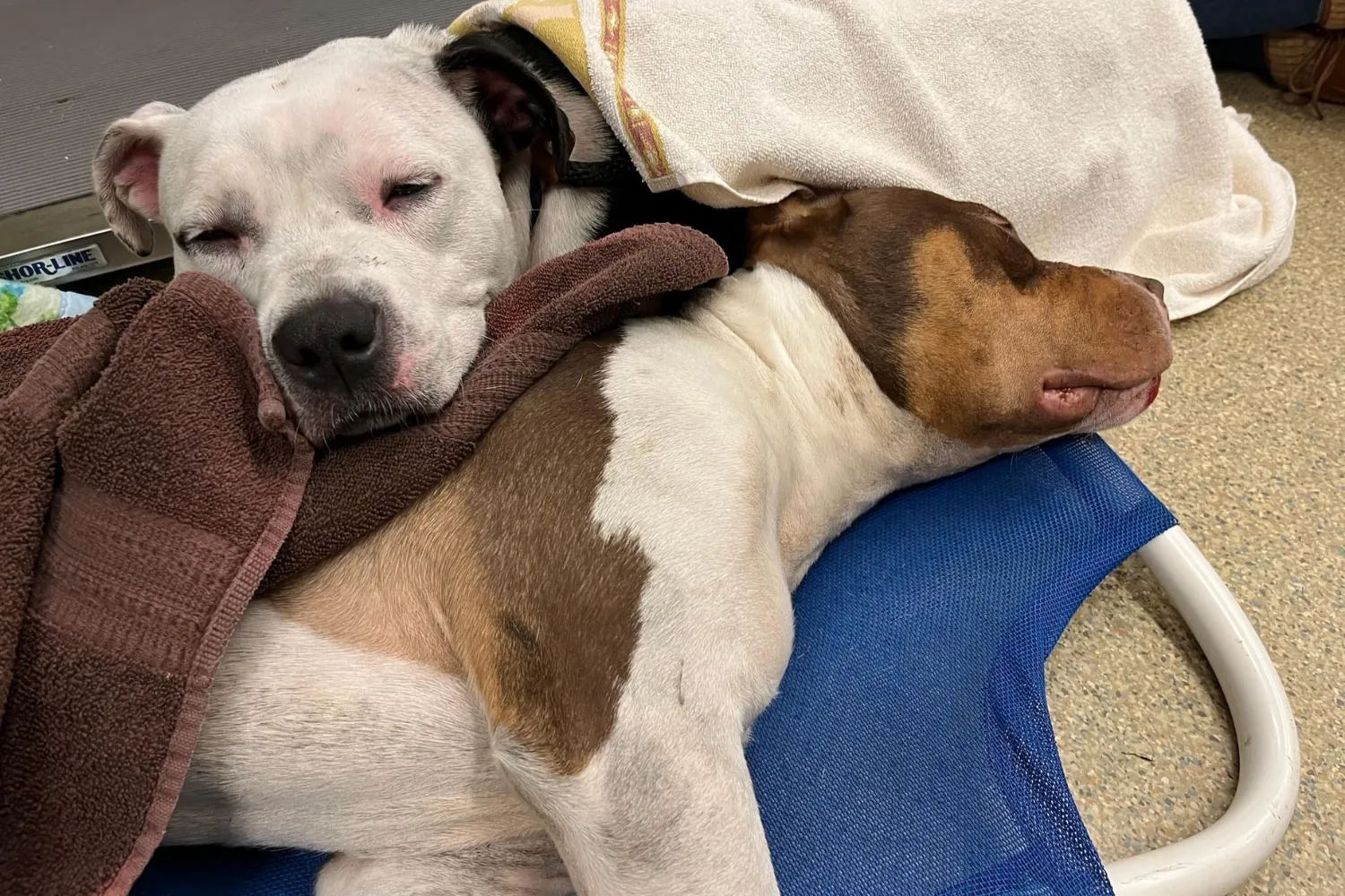 Loyal Dog Refuses To Leave Canine’s Side After Being Hit by Car ...