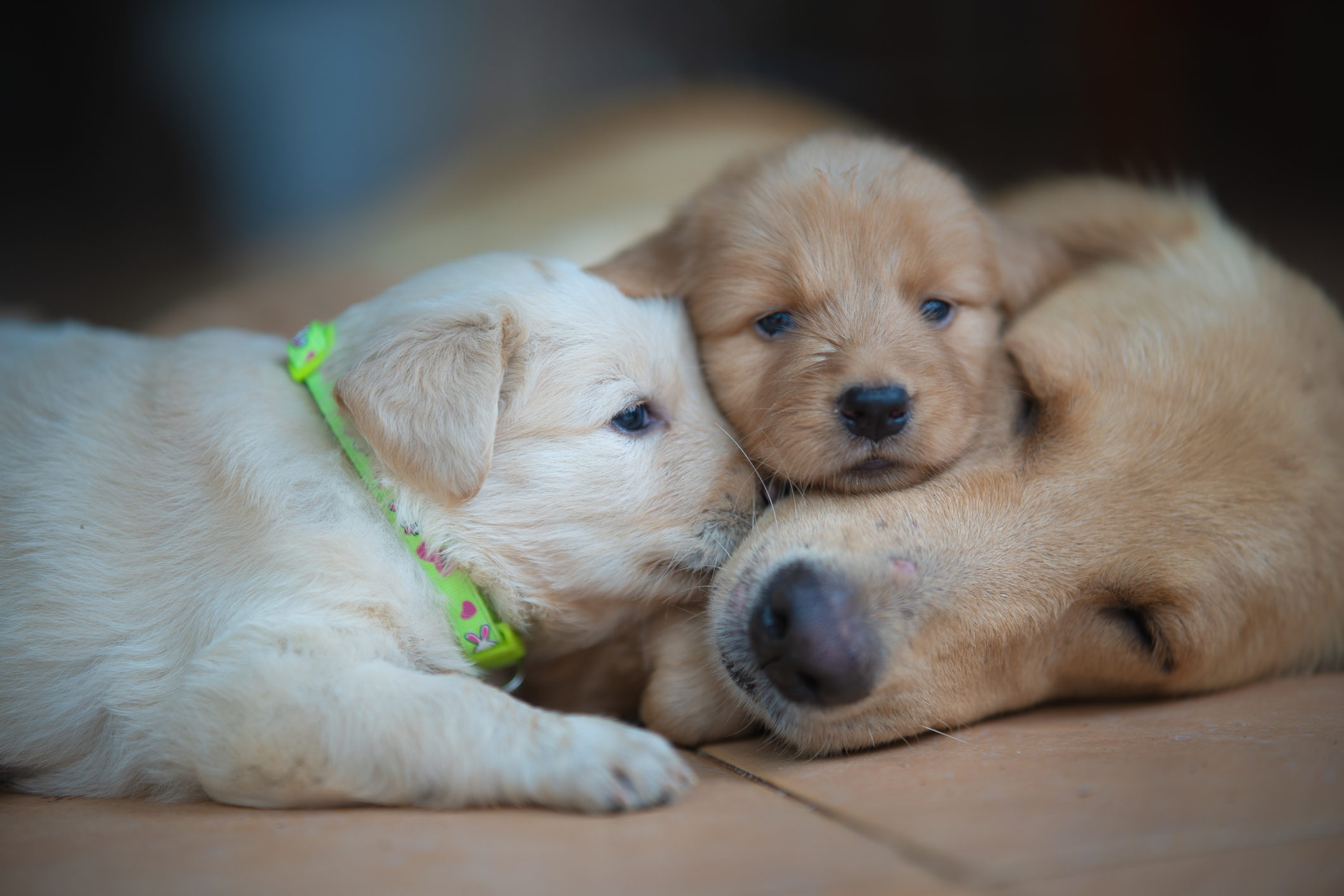 Golden Retriever Trying Not To Squash Her Newborn Puppies Melts Hearts - Newsweek Golden Retriever Trying Not To Squash Her Newborn Puppies Melts Hearts - Newsweek