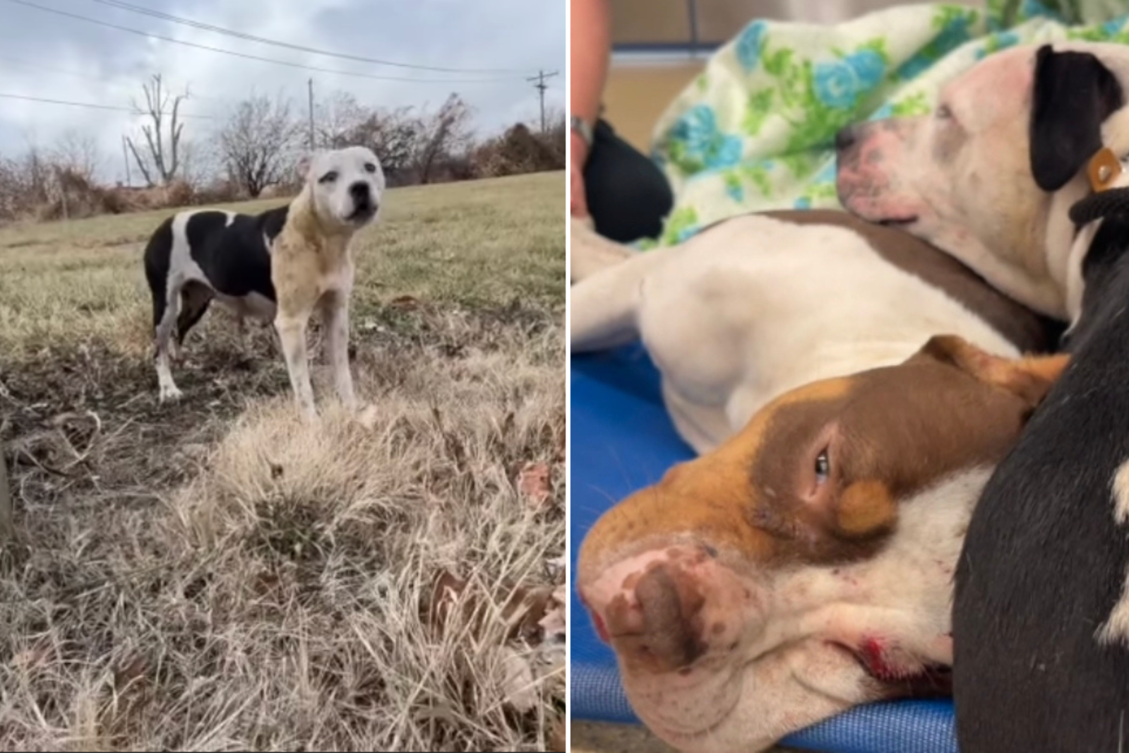 Loyal Dog Refuses To Leave Canine’s Side After Being Hit by Car ...
