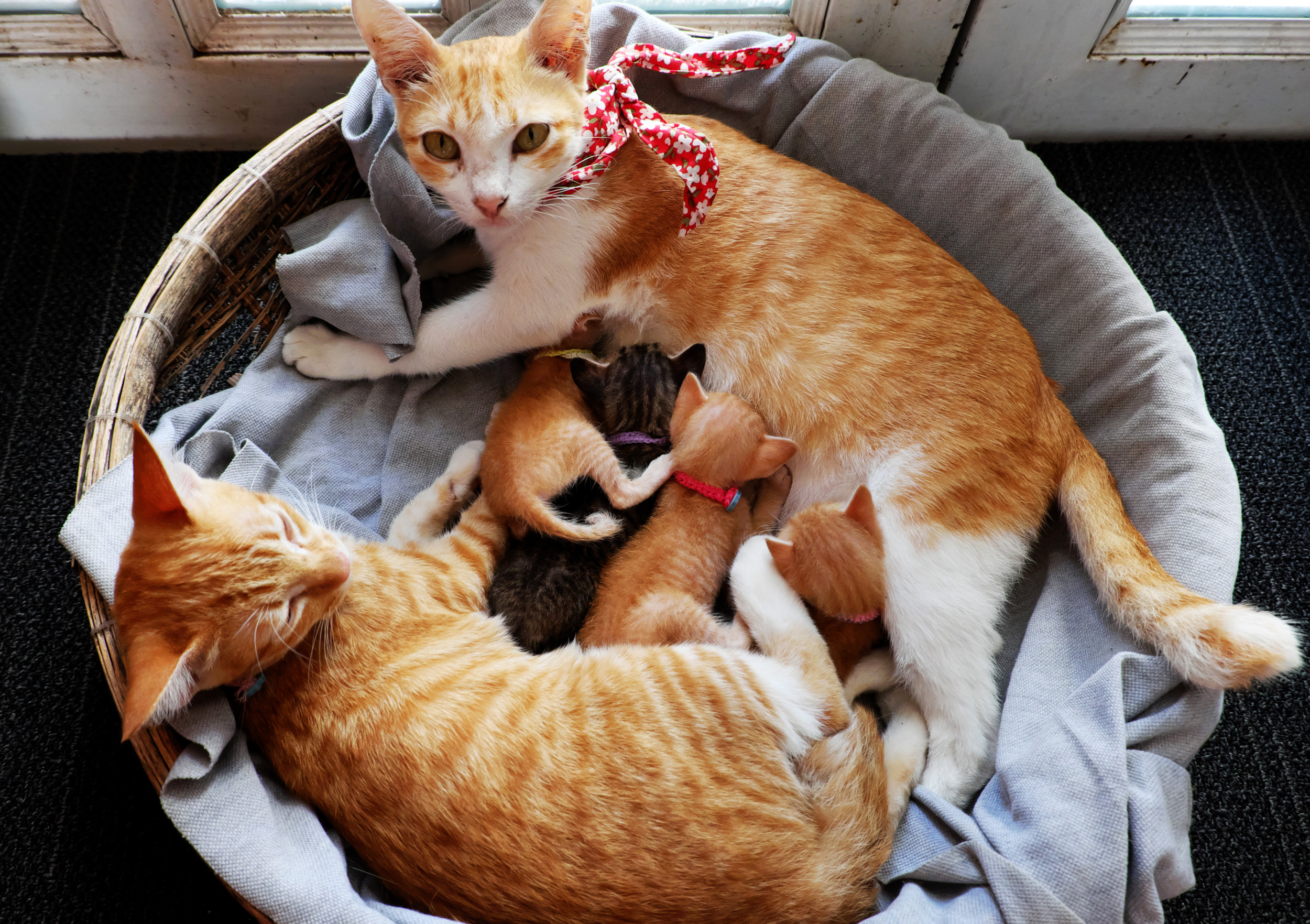 family cats　0507 Adorable Cat Family and Their Five Kittens Taking a Nap Delights