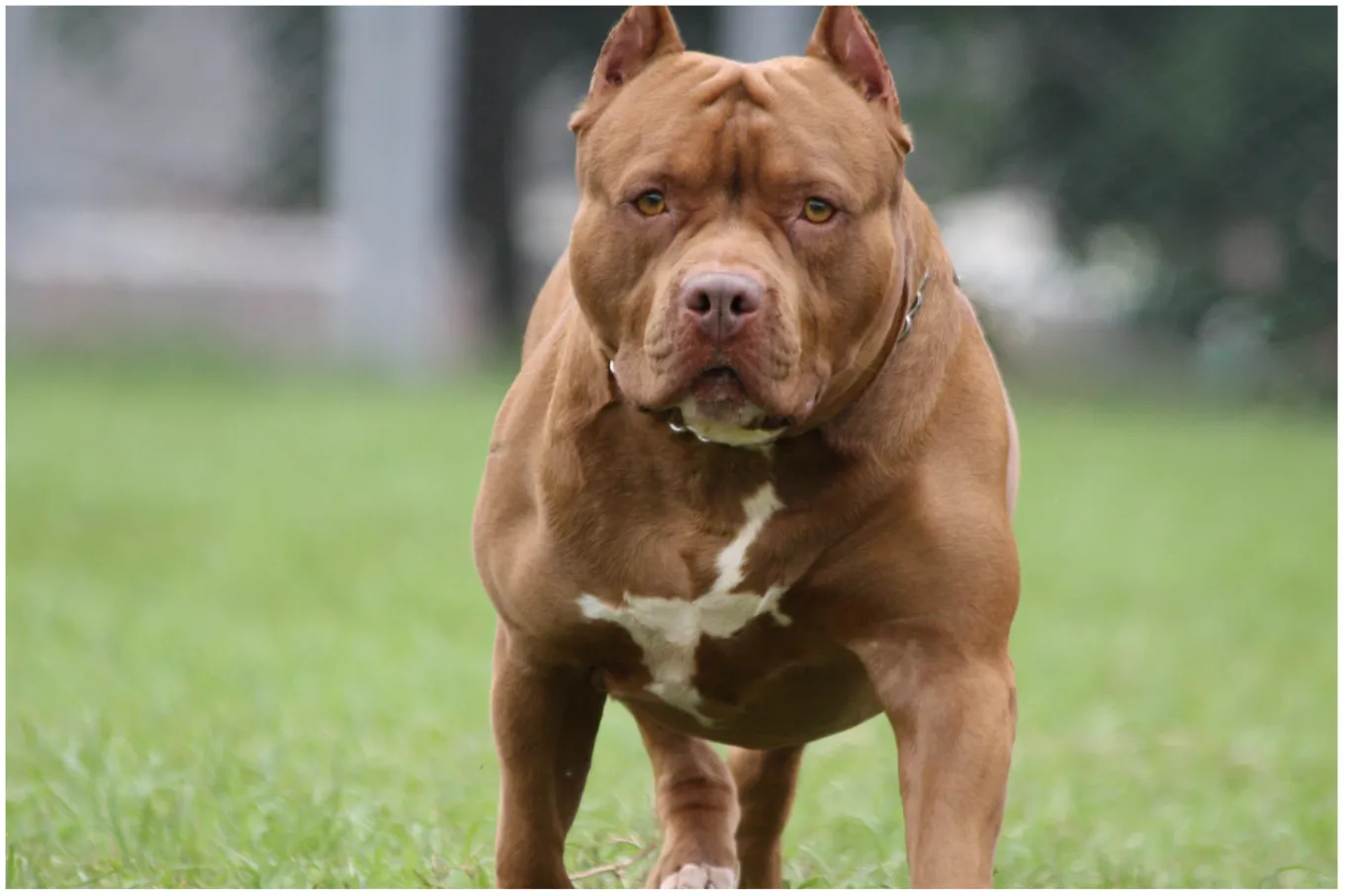 Woman Mauled to Death by 2 Pit Bulls in Savage Attack, Owner Arrested ...