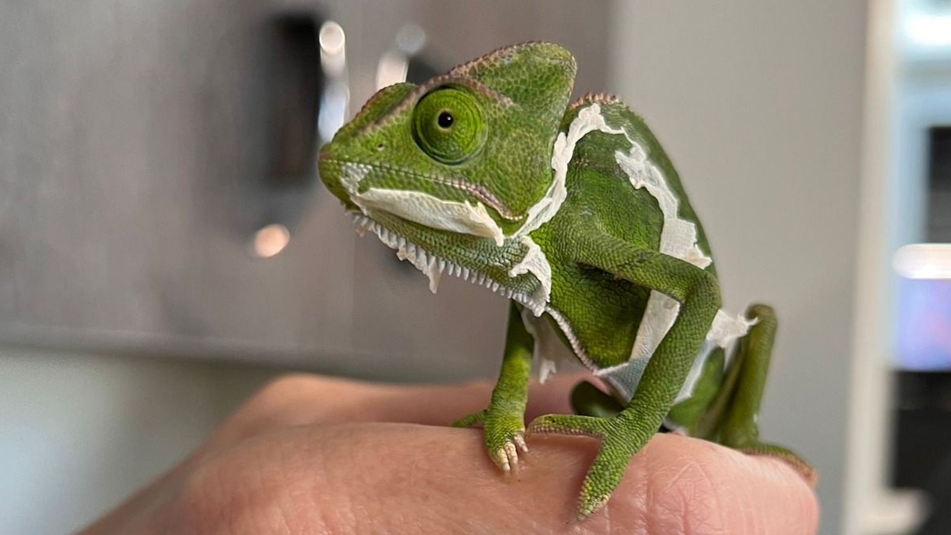 Skinny Chameleon 'Abandoned' in Bag Outside Shelter Finds Loving