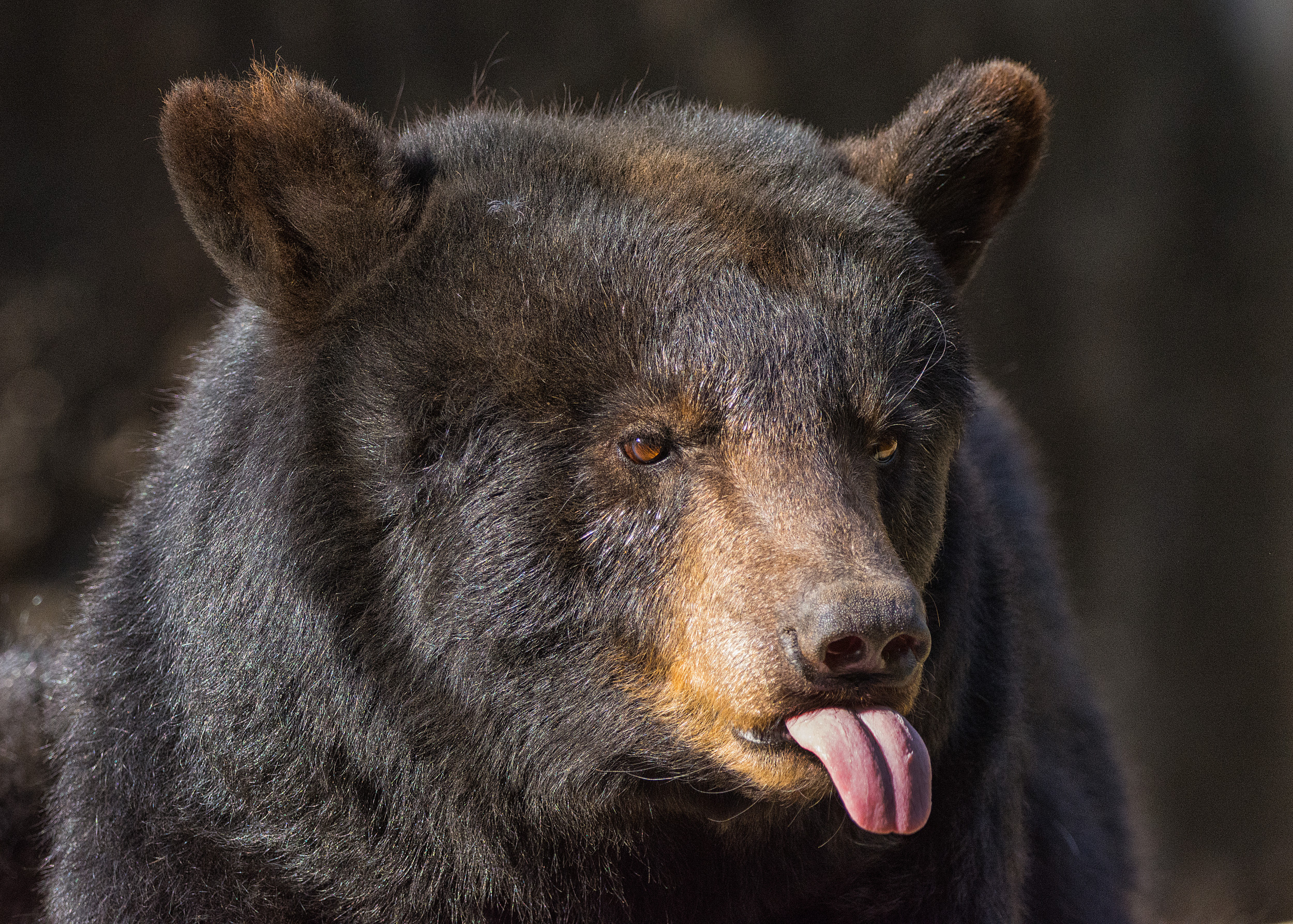 Woman Shocked to Find Black Bear Hibernating Under Porch: 'Dog Was