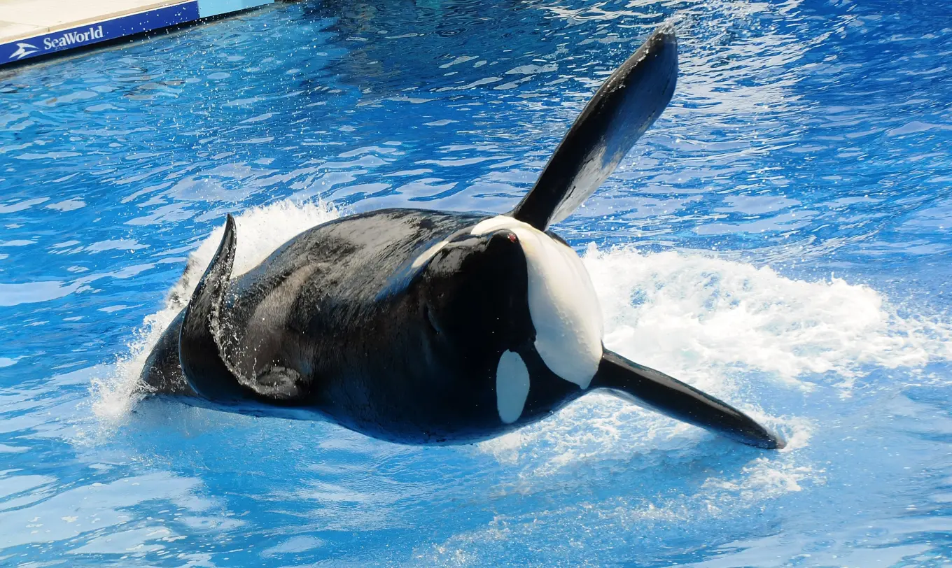 Tilikum orca