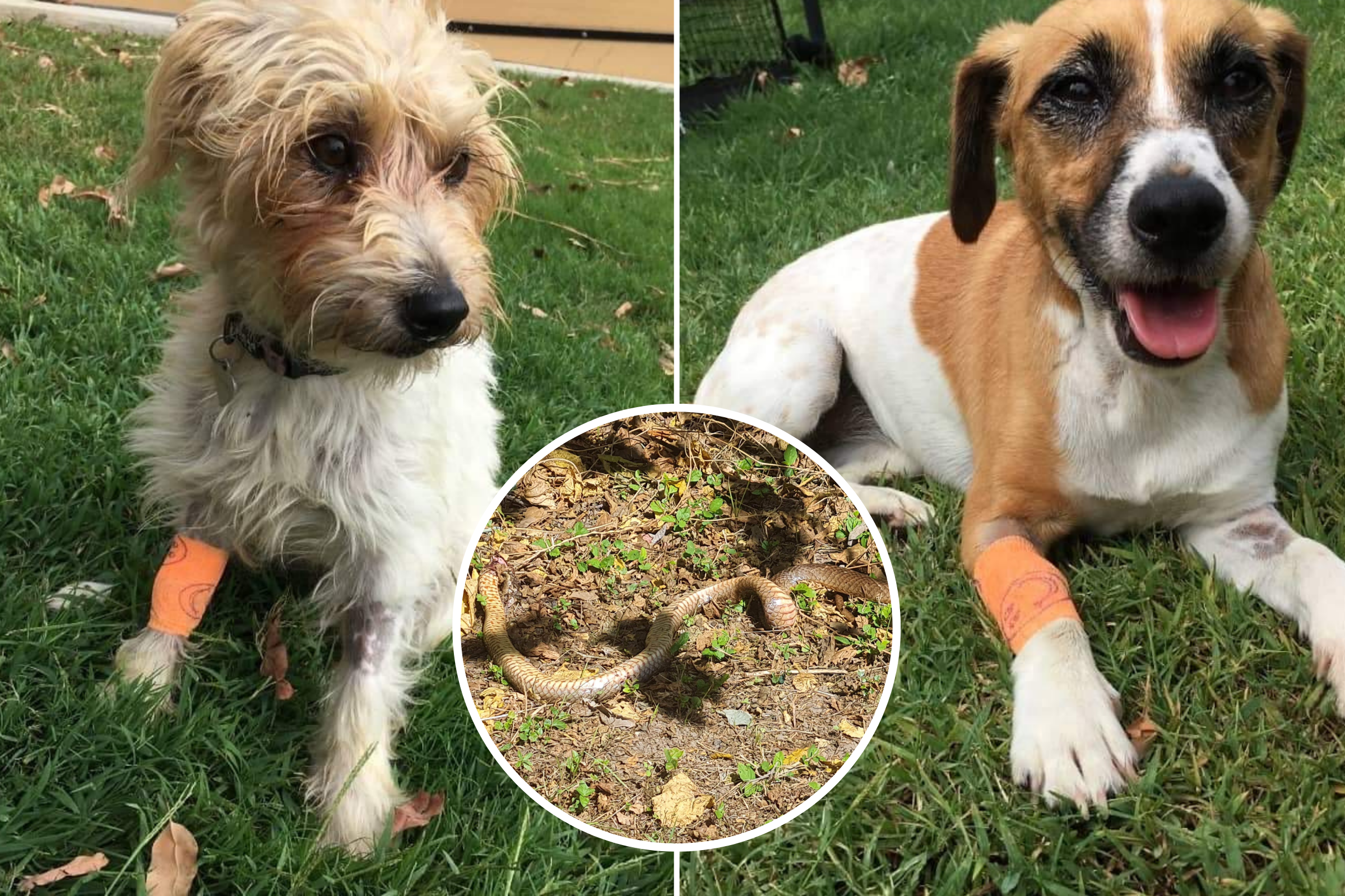 Dogs 'Paralyzed' by Highly Venomous Snake Bite Narrowly Cheat