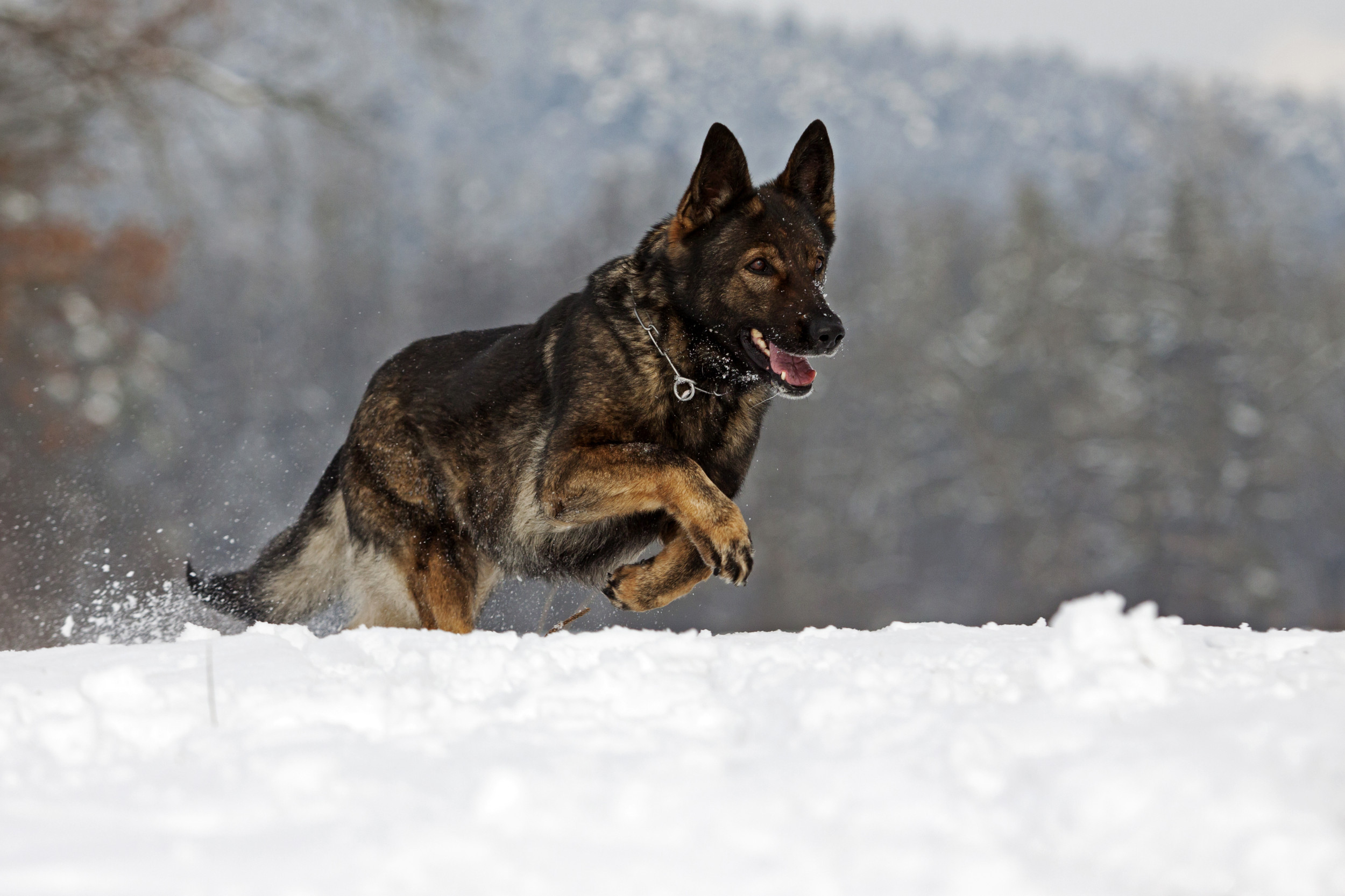 German Shepherd From California Seeing Snow for the 1st Time Melts