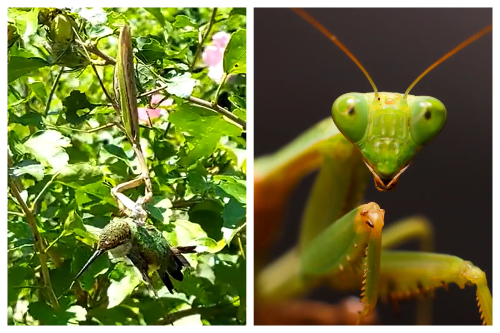 Praying Mantis Snatches A Hummingbird Out Of Mid-Air | Whiskey Riff, image size:1600x1066