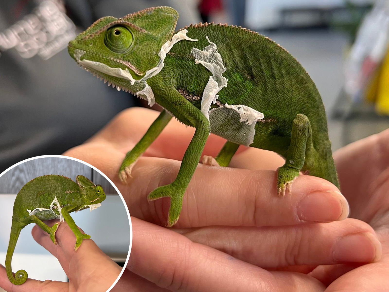 Skinny Chameleon 'Abandoned' in Bag Outside Shelter Finds Loving