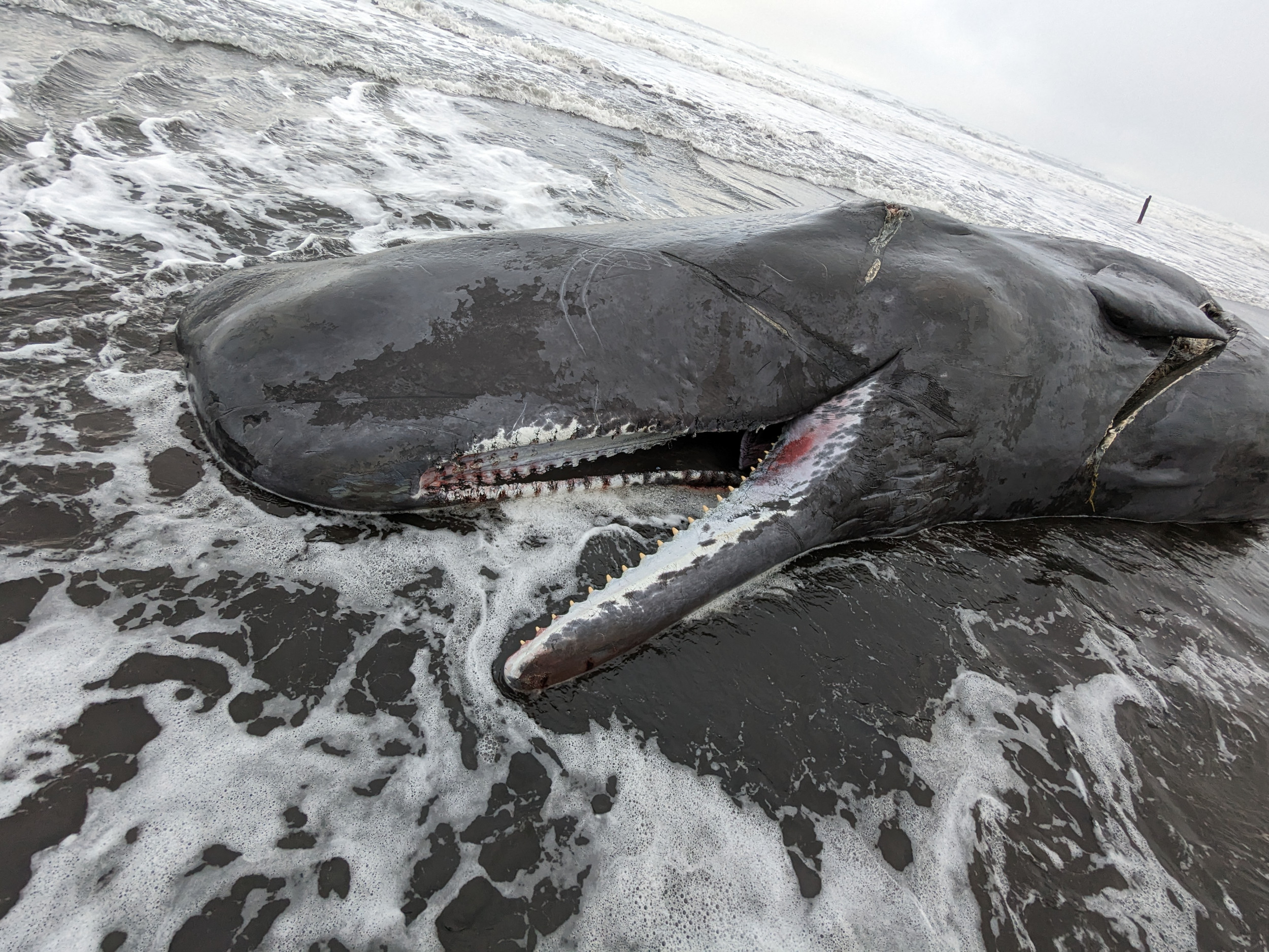 Oregon Sperm Whale to Be Given Back to Nature Before Potential