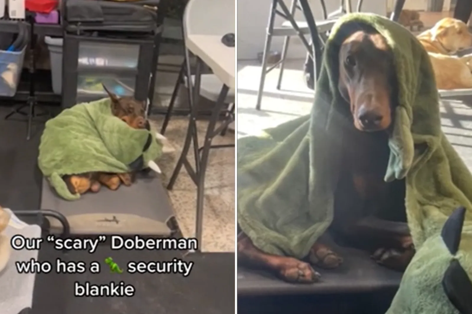 Scary' Doberman Hilariously Filmed Napping With His Security