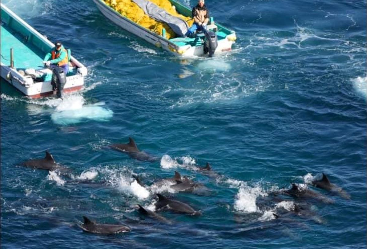 Dolphins Herded With Curtain of Death Before Taiji Slaughter