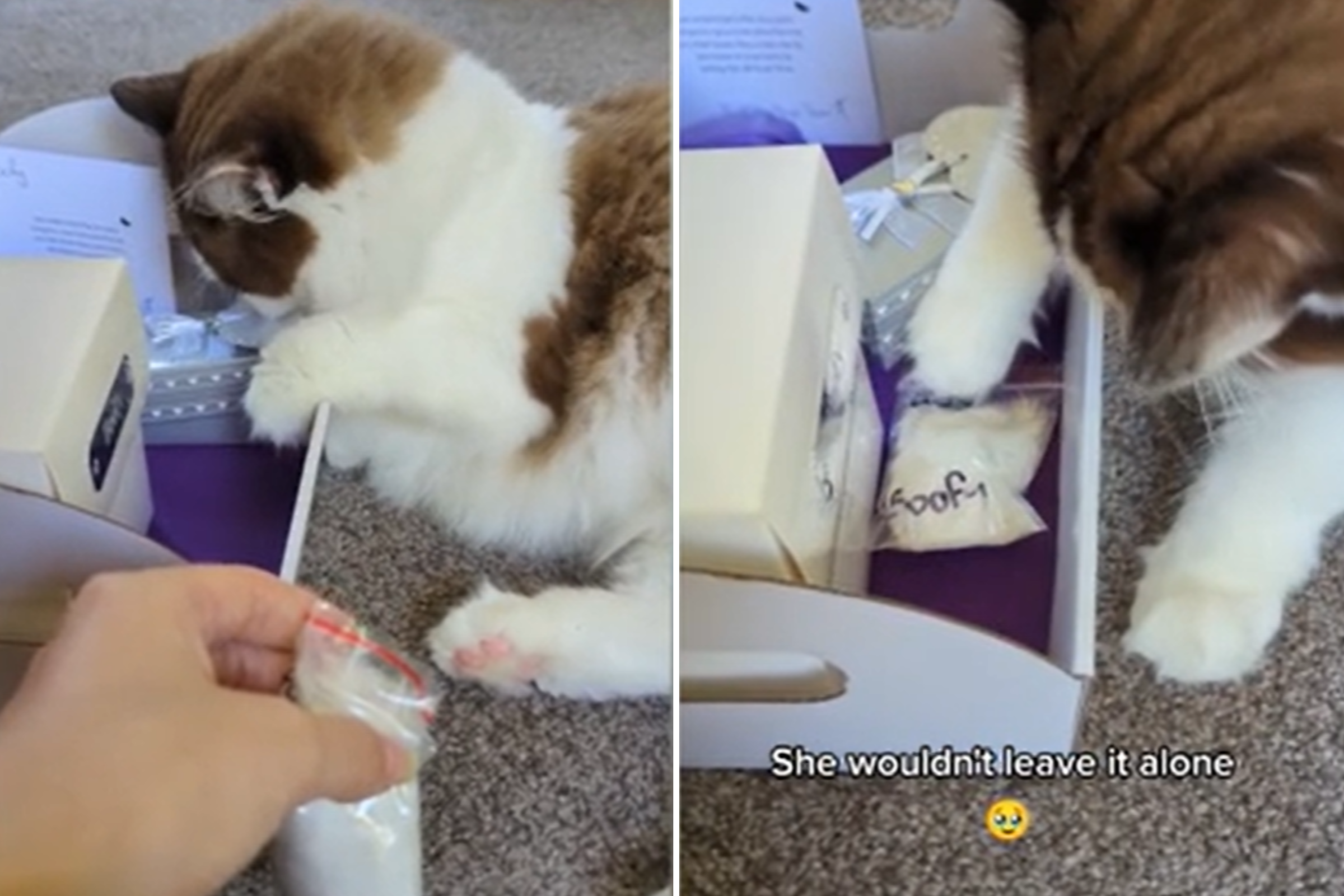 Cat Mom Sleeping Next to Her Son's Ashes Breaks Hearts: 'She Knew'