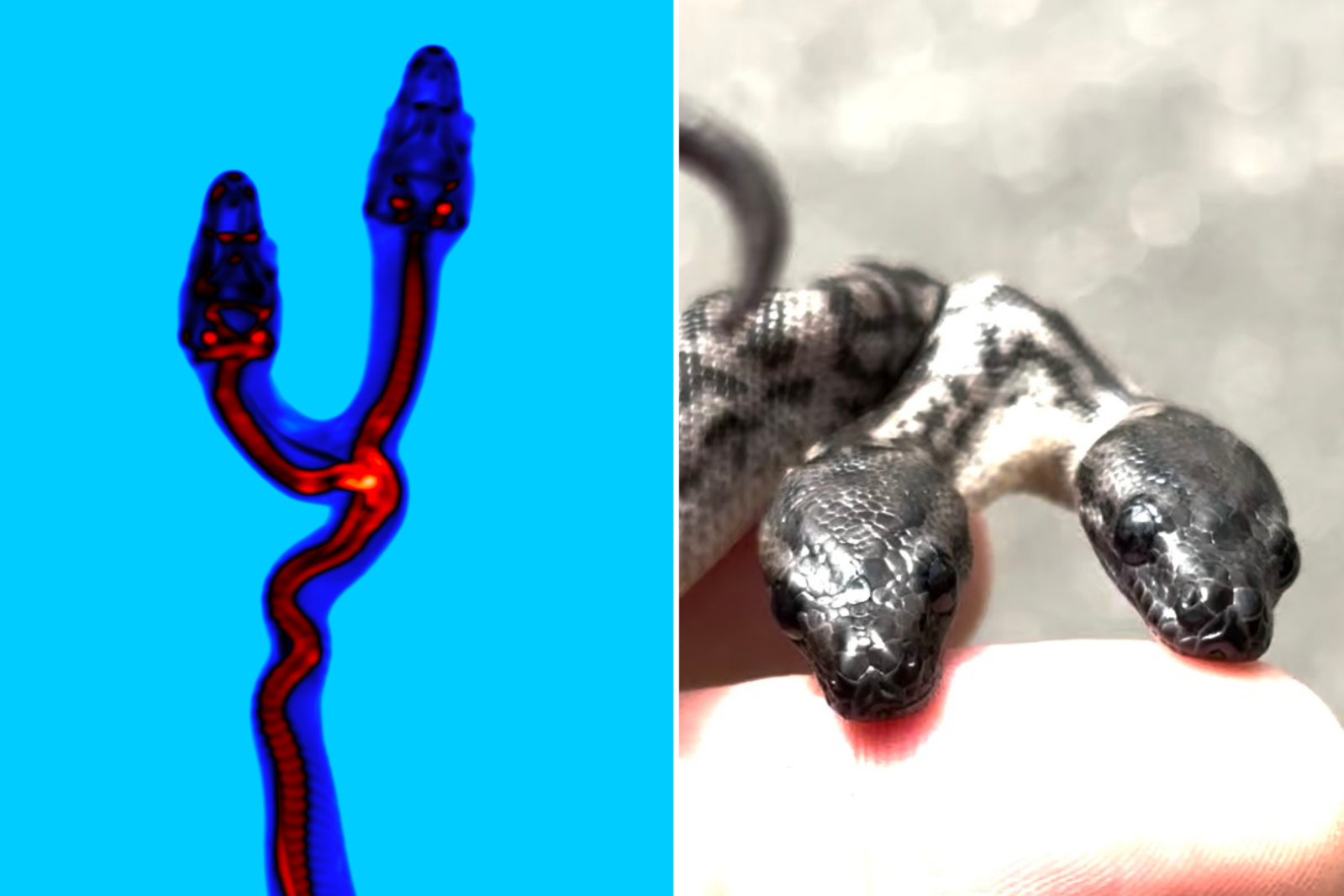 【廃盤】SNAKES,THE QONOS vs SNAKES Rare Snake Born With 2 Heads and Duplicate Organs Forced To Be