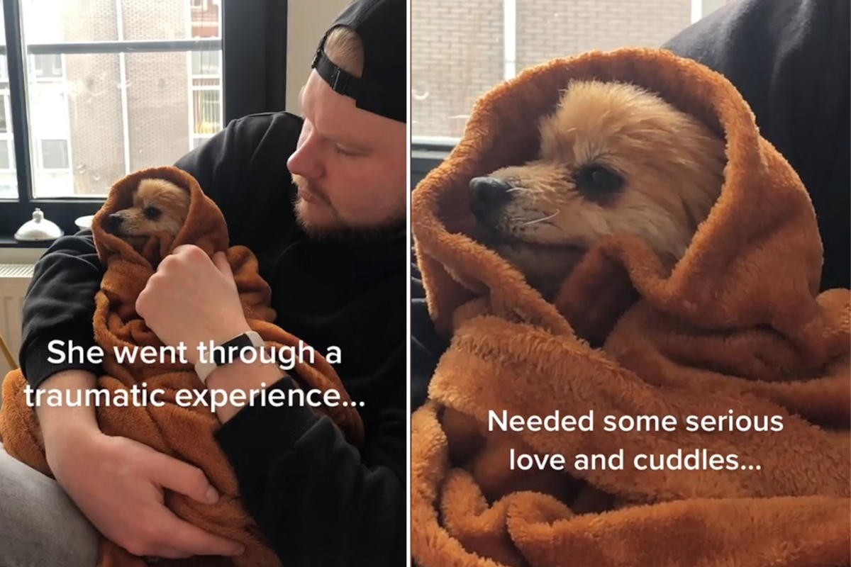 Hearts melt as rescue dog needs cuddles after "traumatic experience"