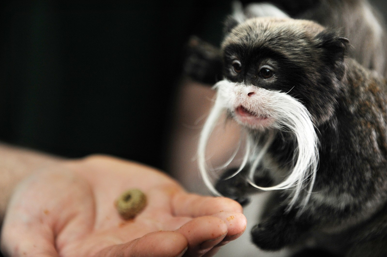 Living in Lockdown Is a Lifelong Thing for Zoo Animals – Pamelyn, image size:1600x1064