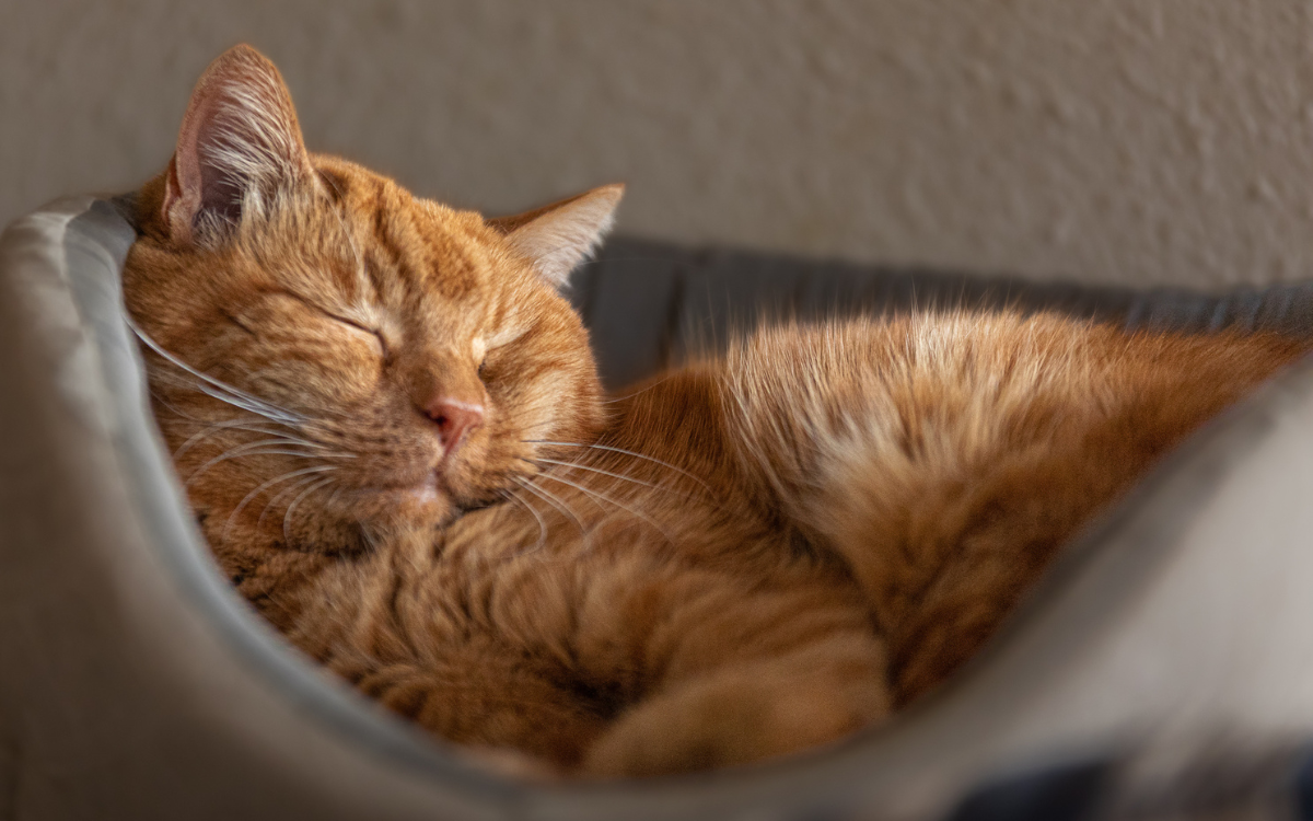 Ginger Cat's Unusual Sleeping Habit Hailed as 'Cutest Thing Ever