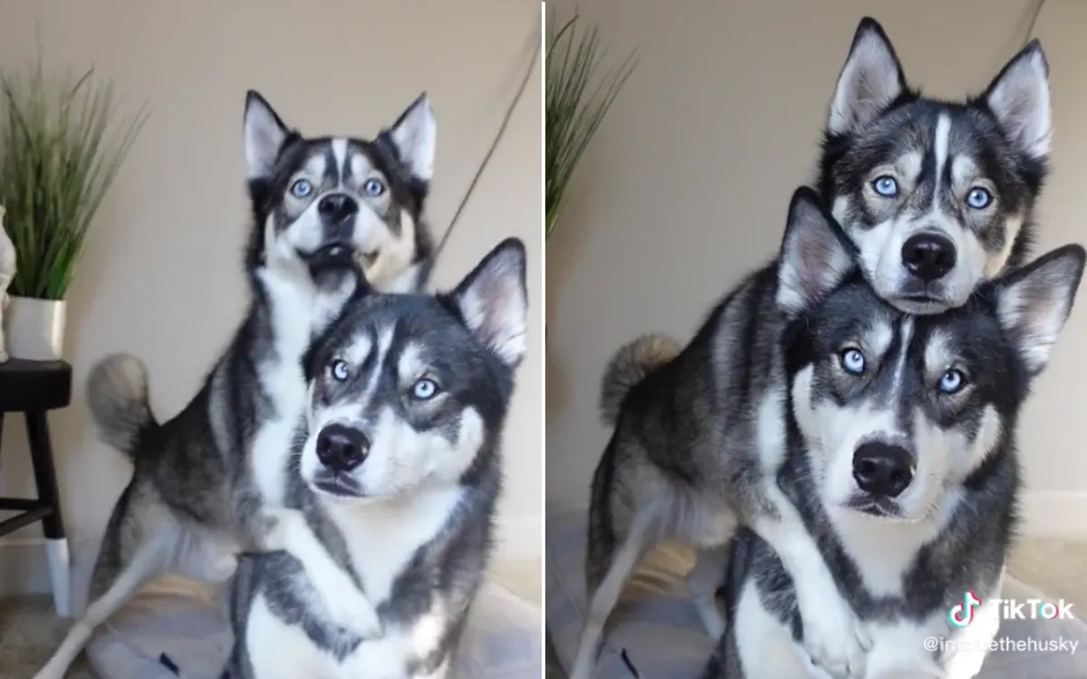 Husky Poses for Heartwarming Picture With Dog Sibling