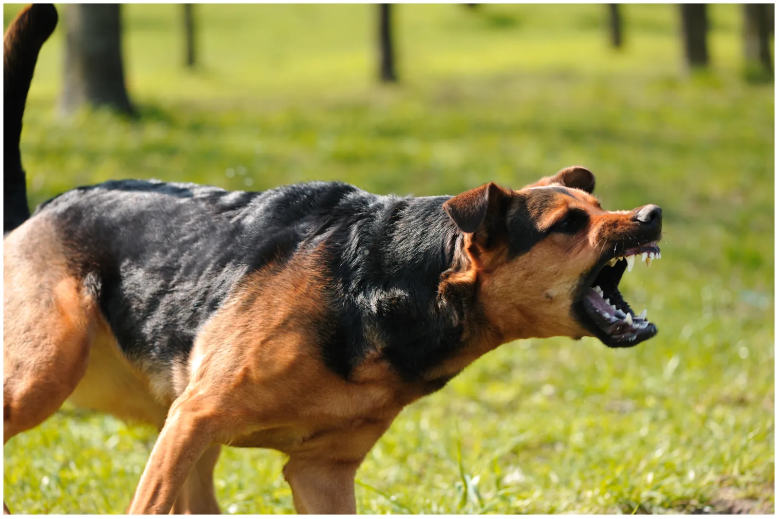 Girl, 4, Mauled to Death by Dog in Savage Attack: Police - Newsweek